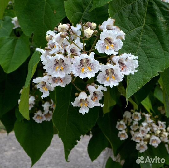 Саженцы катальпы