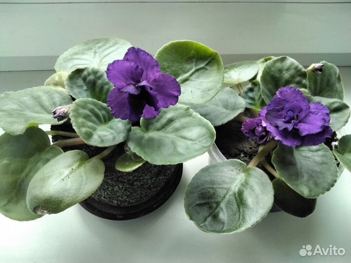 Фиалка сортовая