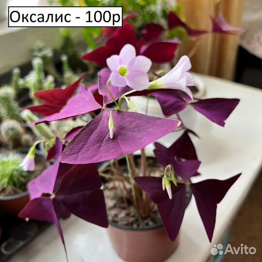 Комнатные растения