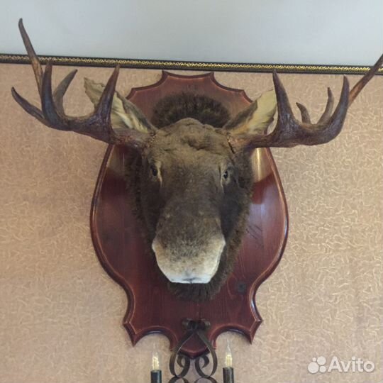 Голова Лося (чучело)