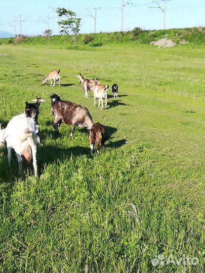 Продам дойных коз, козочек