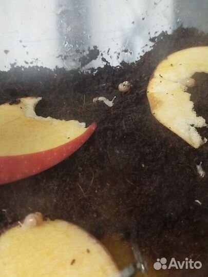 Улитки ахатины маленькие