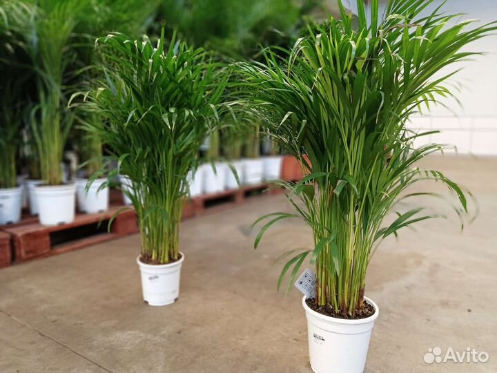 Пальма Арека