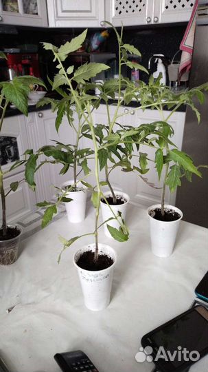 Рассада помидор