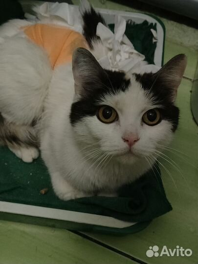 Кошечка в добрые руки