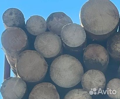 Бревна сухостой