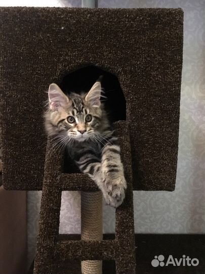 Когтеточка с домиком