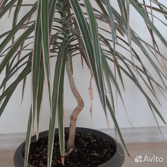 Драцена. Юкка. Папирус