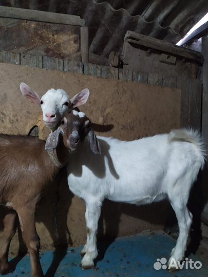 Зааненская дойная коза