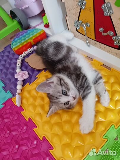Кошка в дар бесплатно