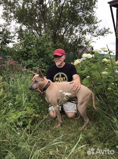 Передержка собак