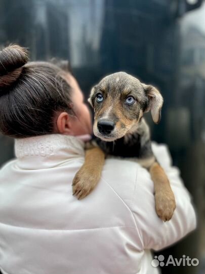 Голубоглазый щенок в добрые руки