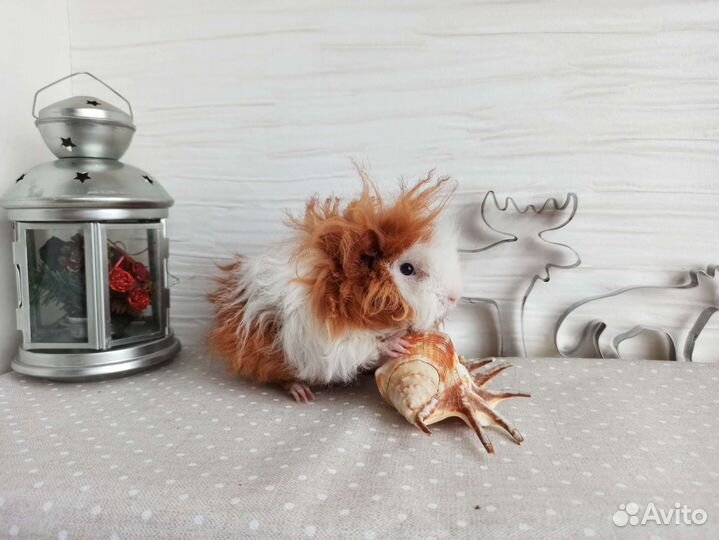 Морская свинка купить