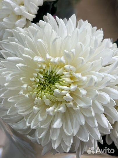 Цветы опт/розница