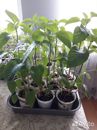 Рассада томатов