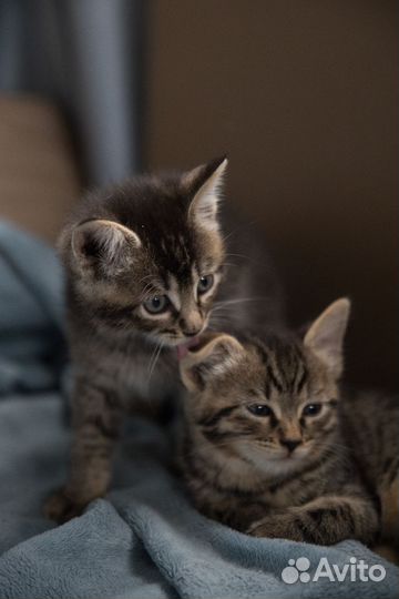 Котята в добрые руки бесплатно