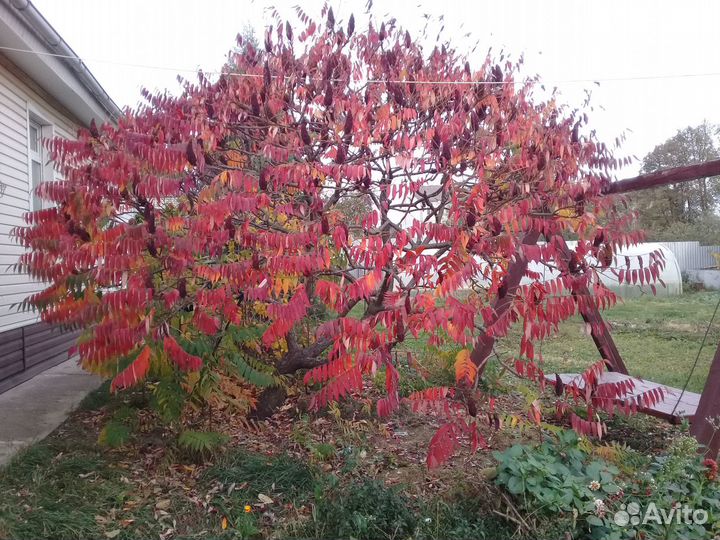 Сумах оленерогий гортензия георгины смородина и др