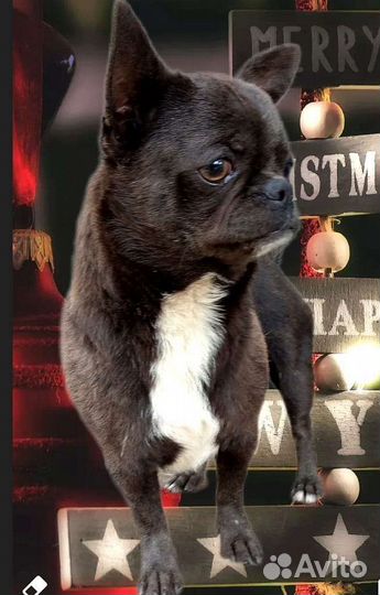 Вязка кобель чихуахуа голубого окраса