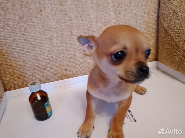 Щенки чихуахуа супер мини