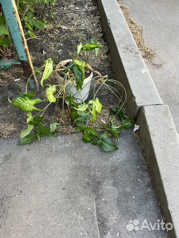 Домашние растения цветы купить в Москве | Товары для дома и дачи | Авито