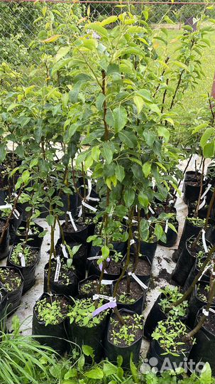 Груша саженцы