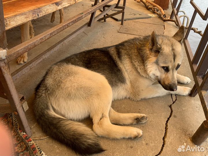 Собаке нужен дом