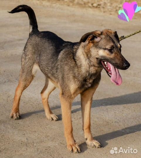 Собака Маруся и Стелла, 1 год, месяц корма в дар