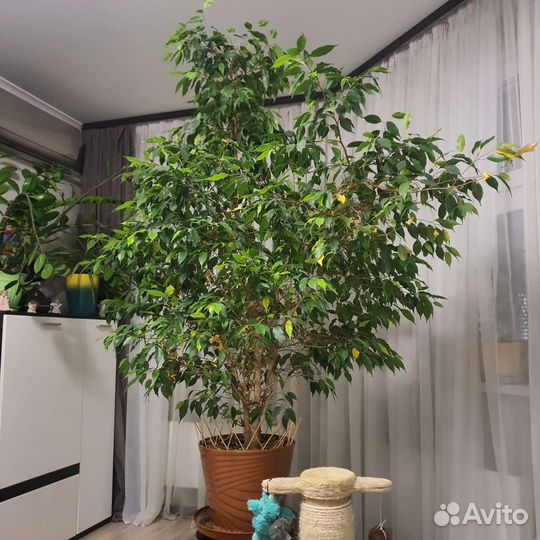 Фикус бенджамина