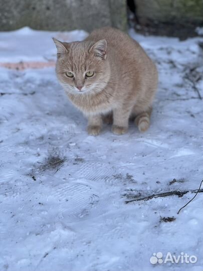 Кошки в добрые руки