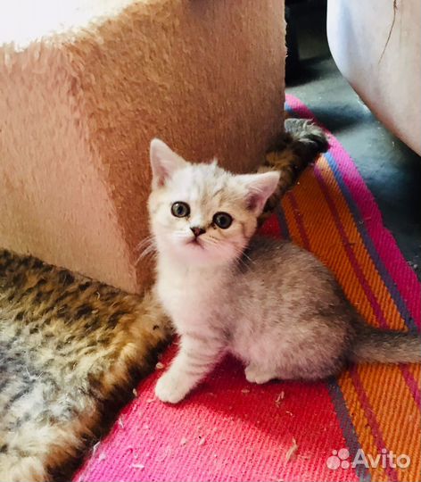 Шотландские котята