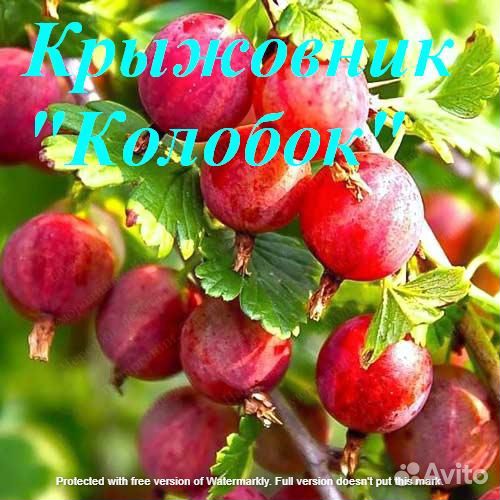 Растения. Саженцы крыжовника