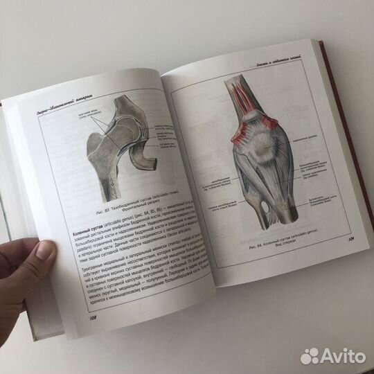 Атлас анатомии человека Левкин