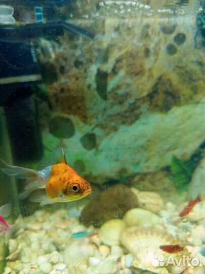 Золотые рыбки