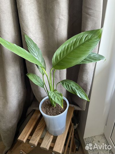Комнатные цветы Спатифиллум и фикус бенджамина