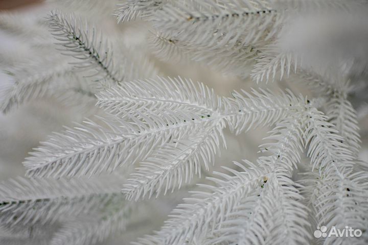 Елка Пермская белая I Опт и розница