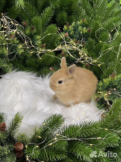 Супер Мини кролики
