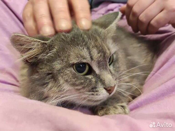 Кошка Юта из приюта