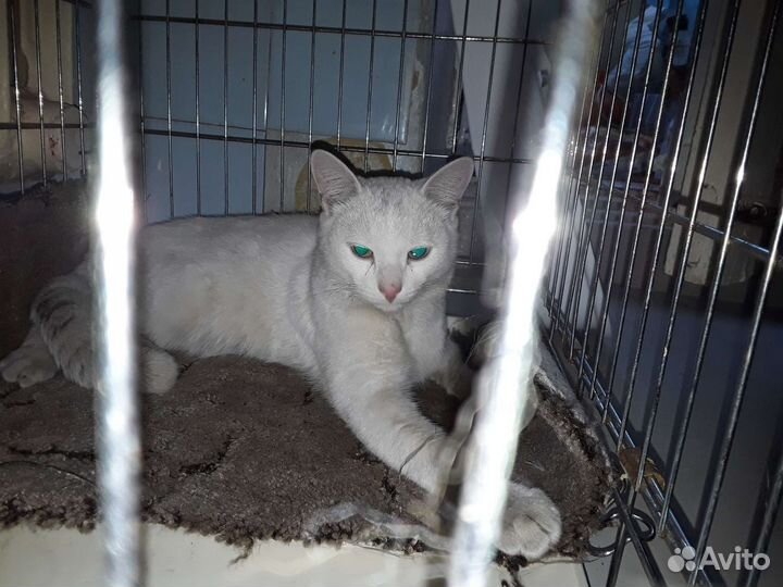 Кот-обреченец