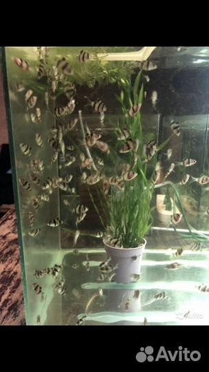 Аквариумные рыбки