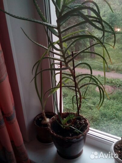 Алоэ столетник