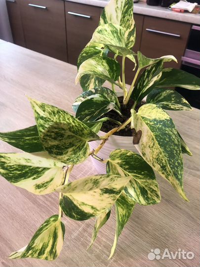 Сциндапсусы