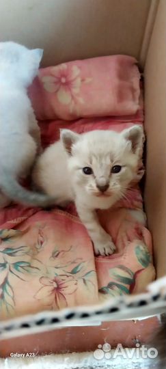 Отдам котят в добрые руки