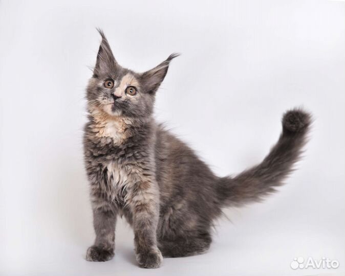 Лучший представитель породы Мейн Кун