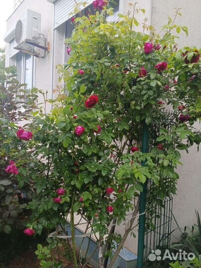 Роза Хью Диксон (Hugh Dickson)