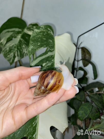 Улитка Ахатина Фулика Альбино