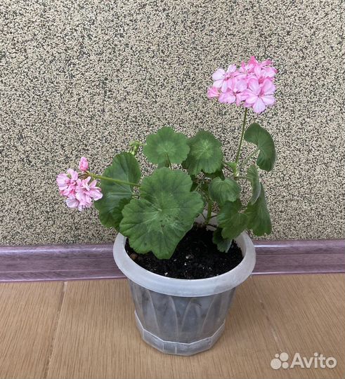 Пеларгония герань