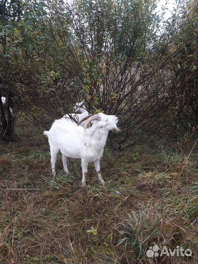 Козлик на племя