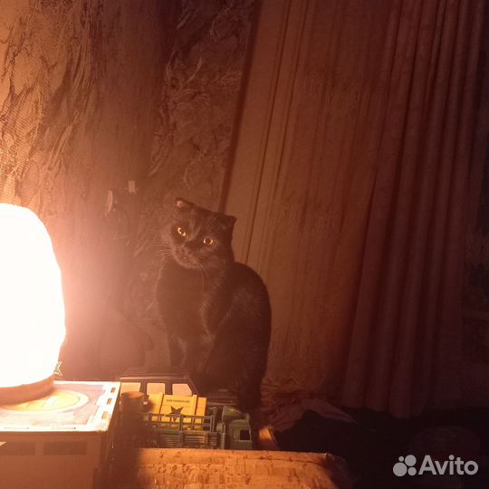 Черная кошка