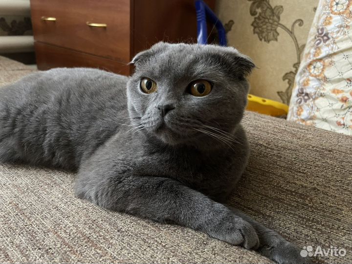 Отдам в добрые руки