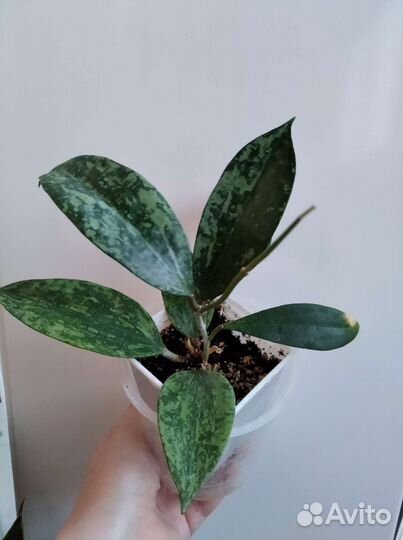 Цветы разные